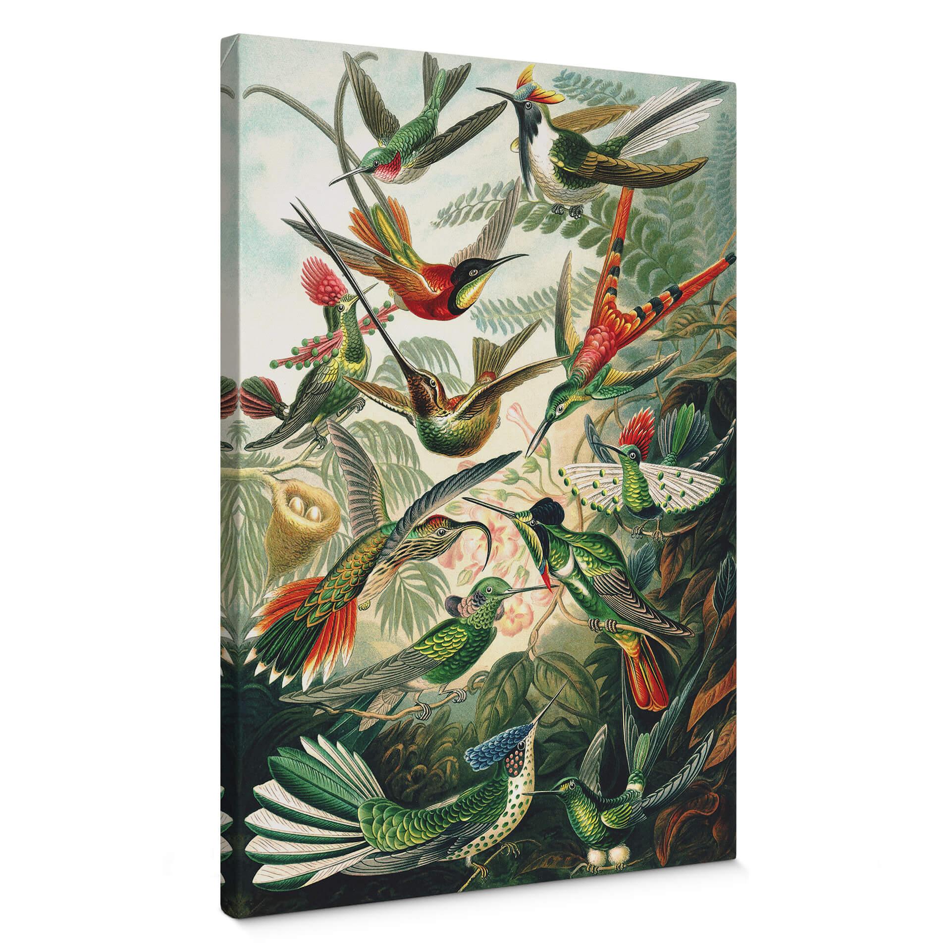Lienzo Haeckel - Colibríes