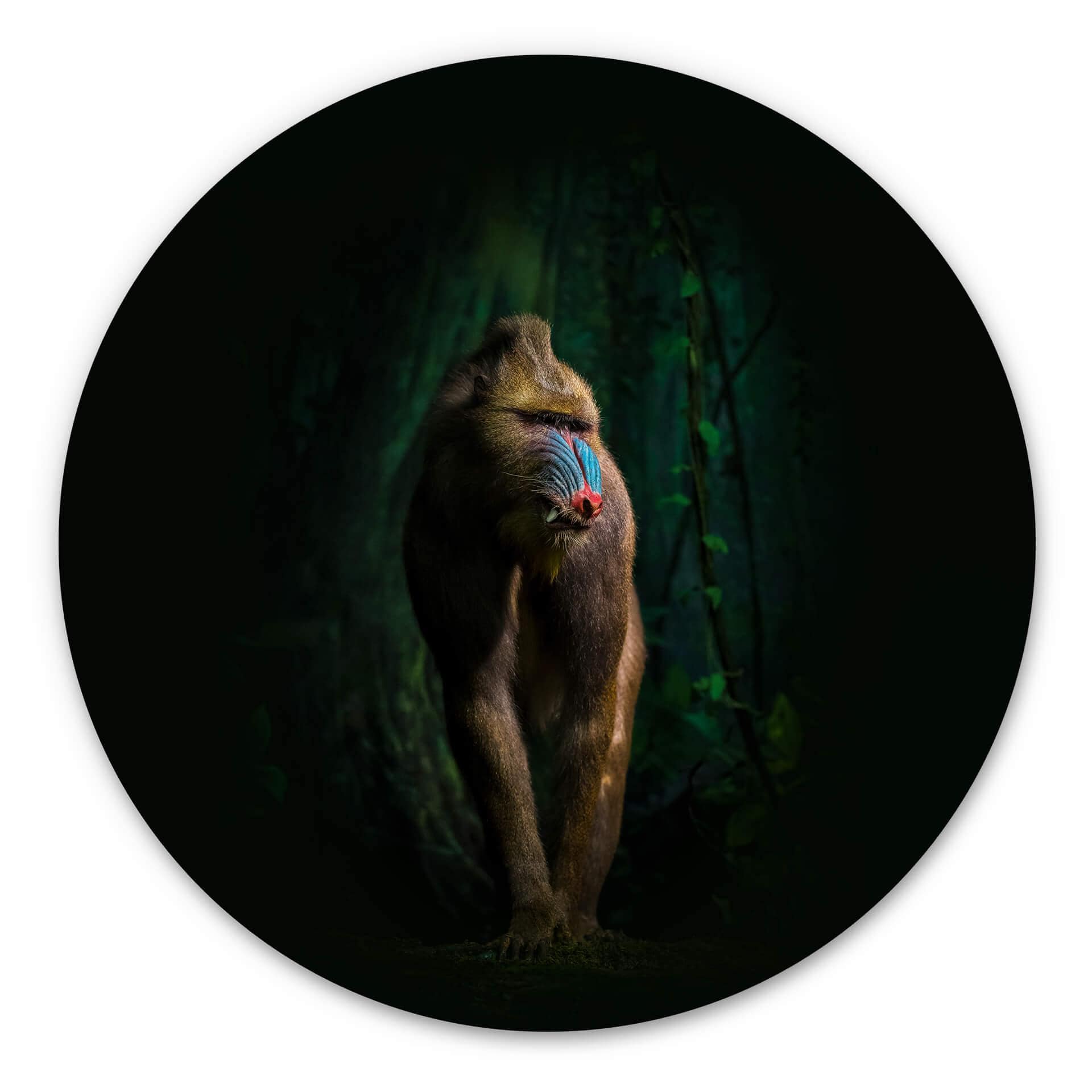 Tableau sur alu-Dibond Yunta - Dans la jungle - Rond