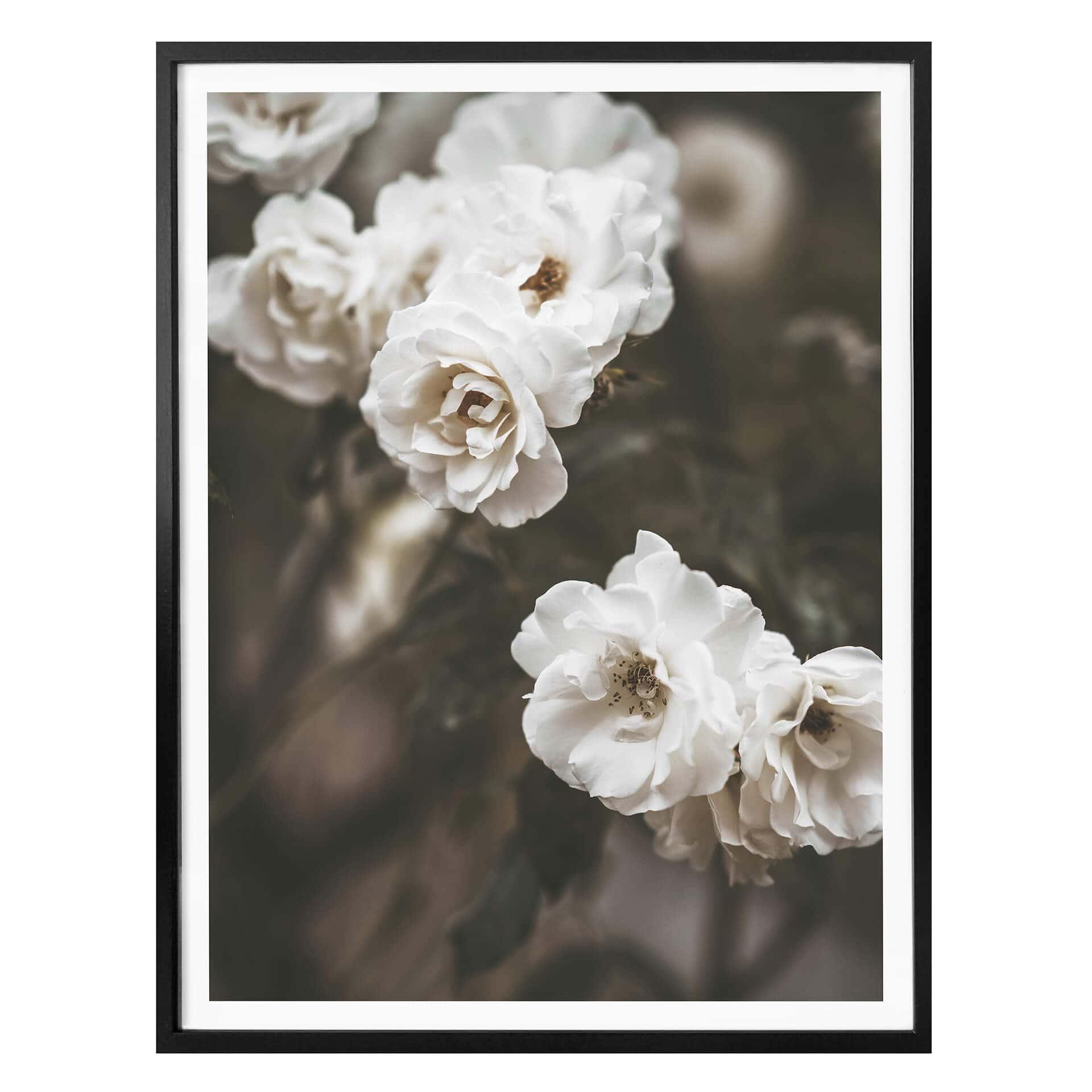 Plakat - Annie - Louise Bugnet Rose