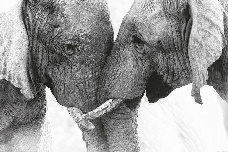 Poster The Elephants - Touch 91,5x61 cm