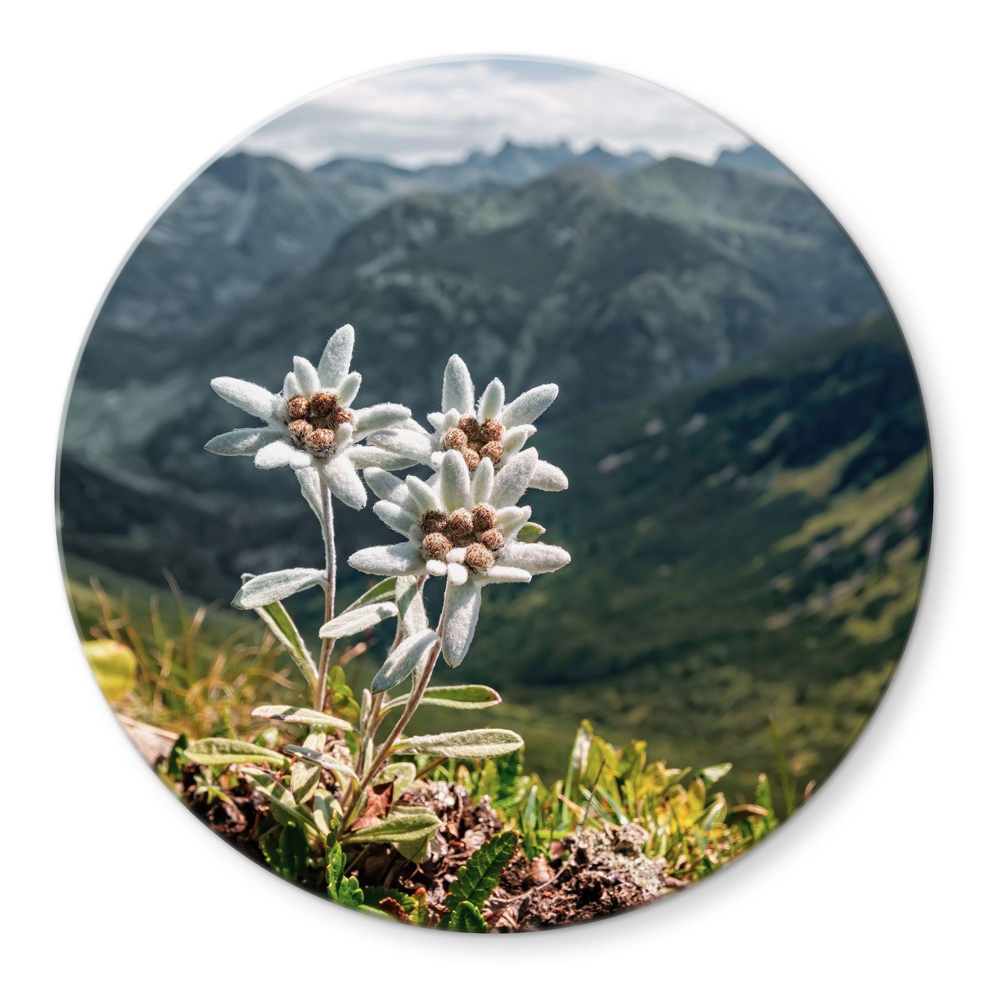 Glasbillede - Hvid alpin edelweiss på bjerget