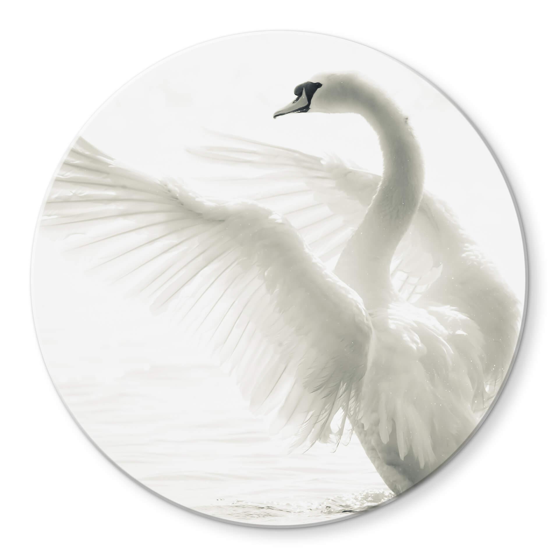 Tableau en verre - Cygne majestueux - rond