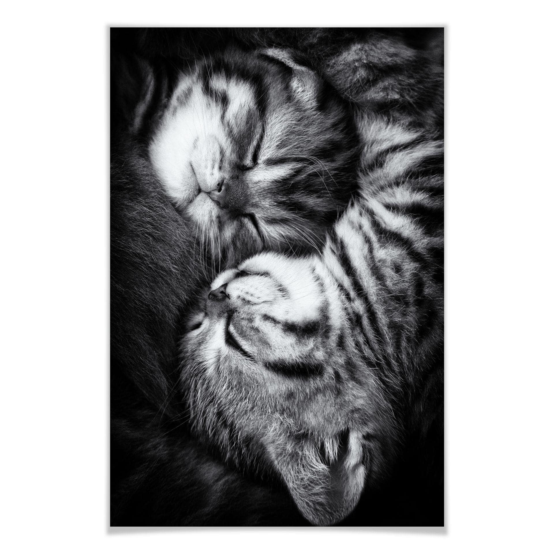 Poster - Jancova - Sweet Kitten