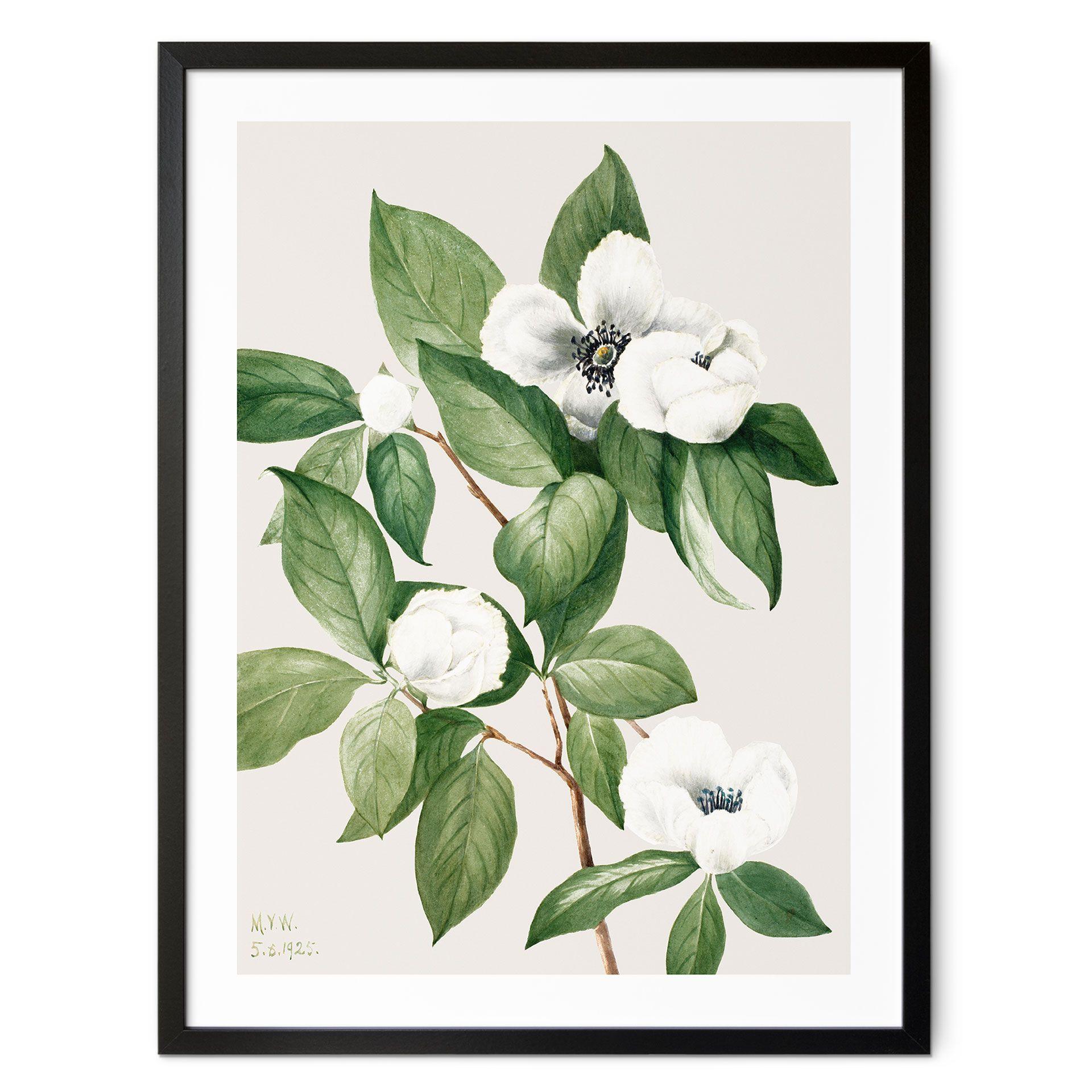 Póster ilustración botánica de una camelia falsa - Walcott