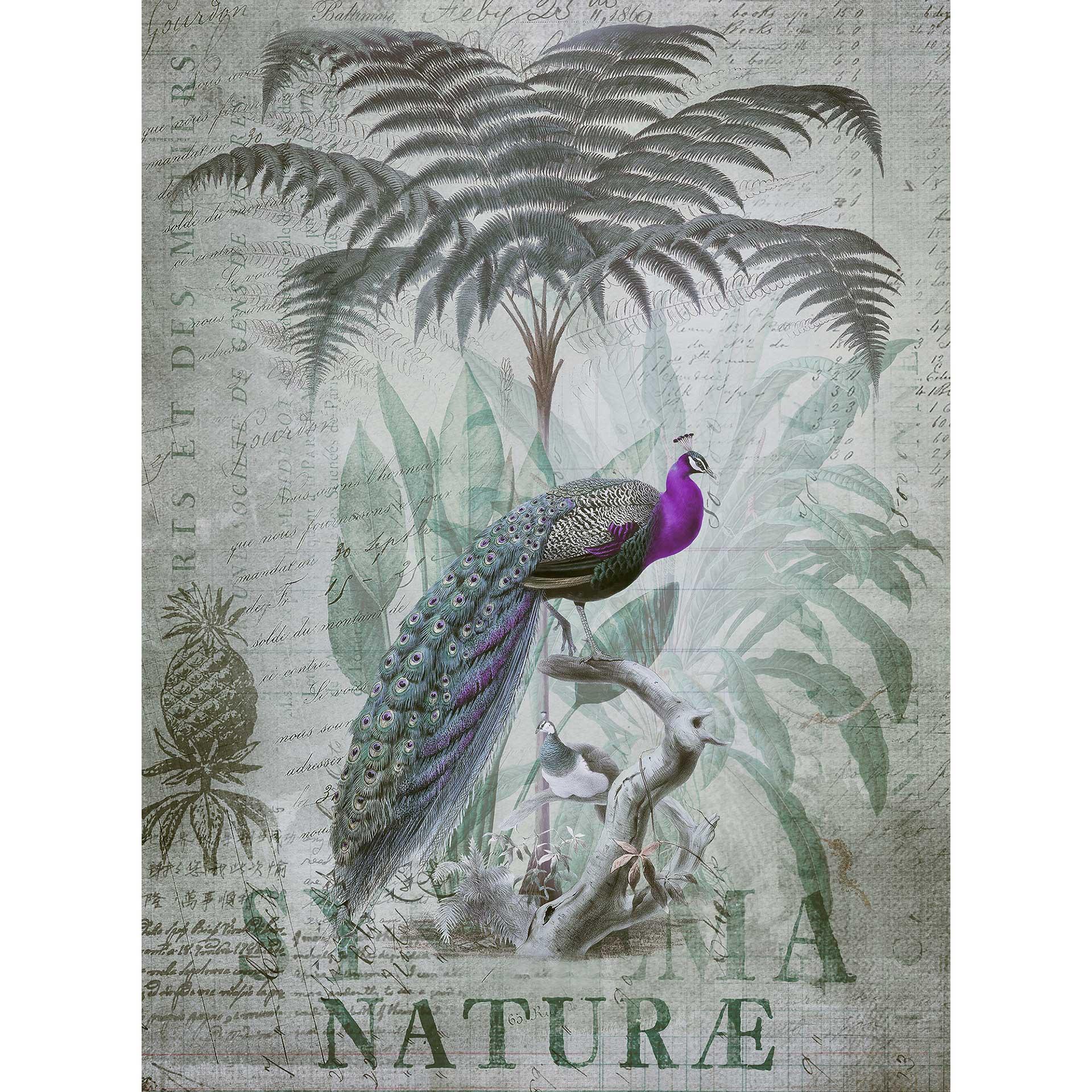 Livingwalls papier peint photo ARTist Peacock Jungle avec Jungle et paons vert, violet, jaune