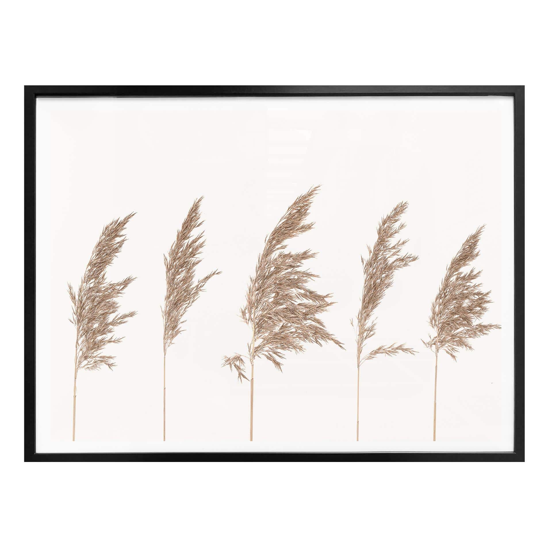 Plakat - Reed Grass