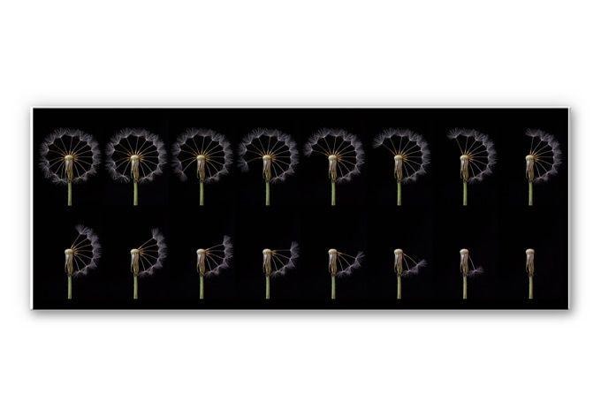 Tableau Forex - Story of a Dandelion - Panorama