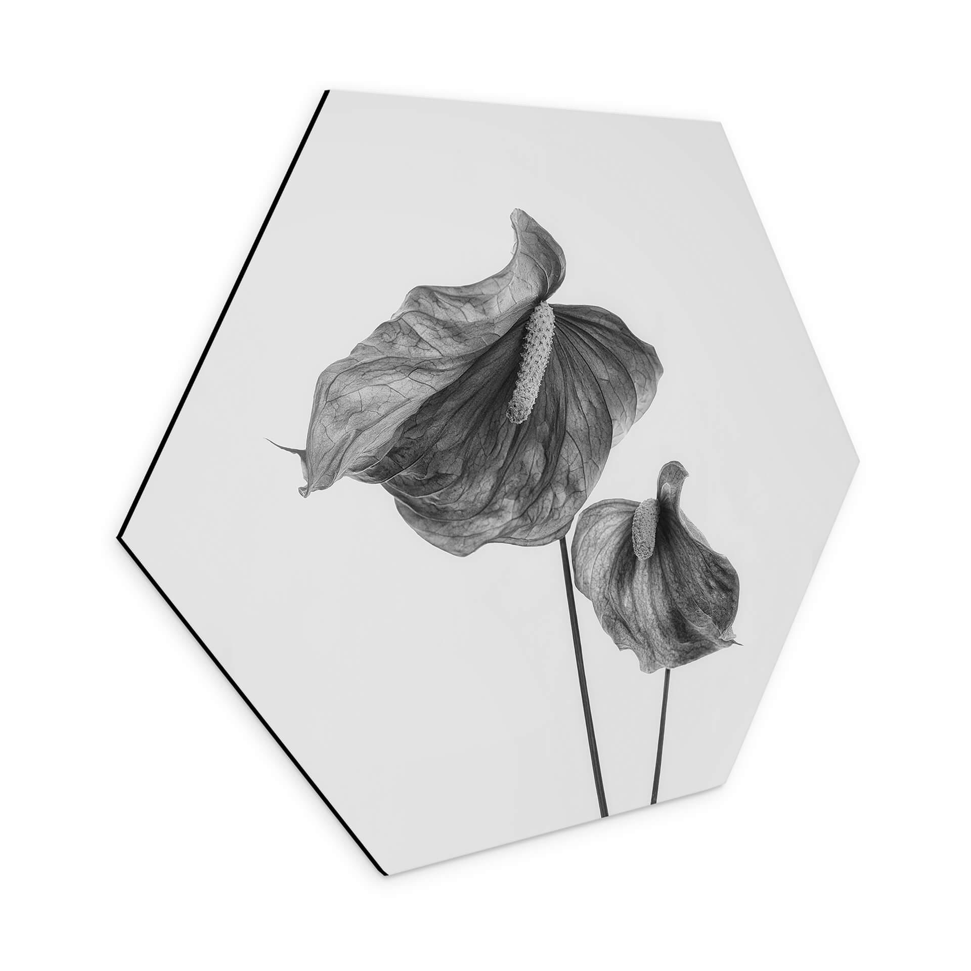 Hexagone - alu-Dibond Grønkjær - Anthurium noir et blanc