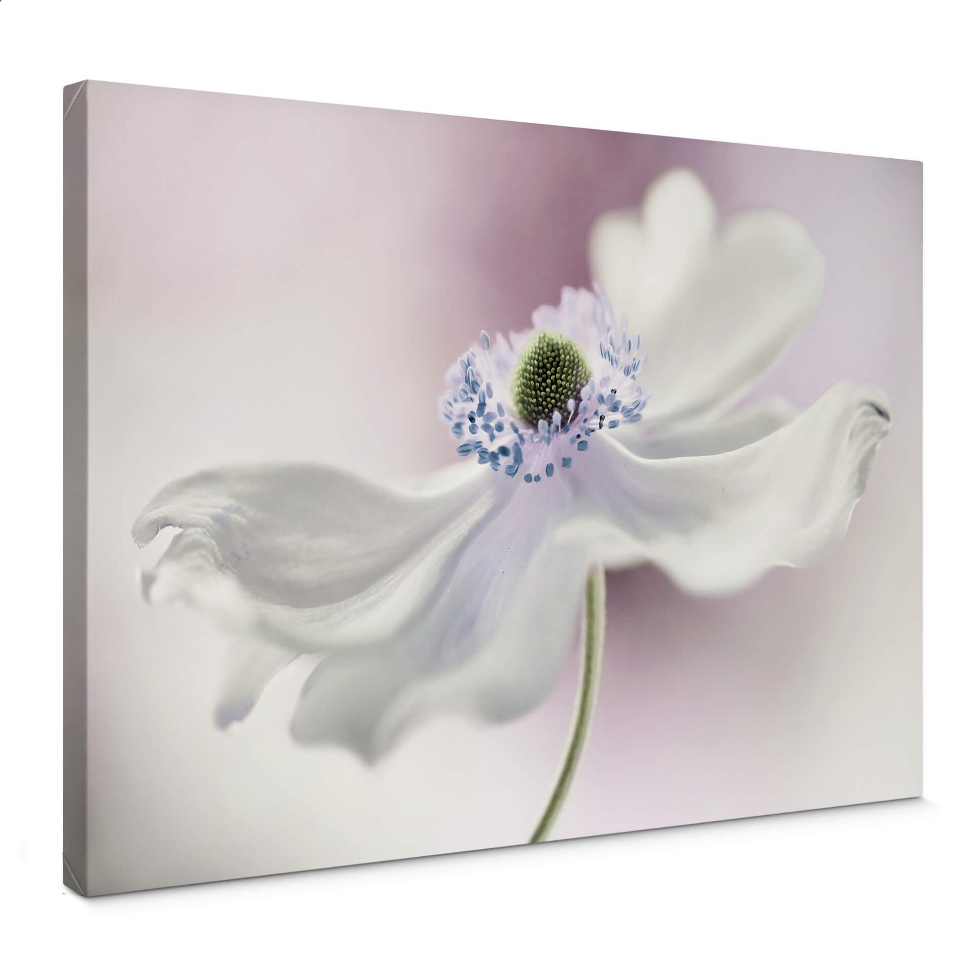 Canvasbillede - Disher - Anemone