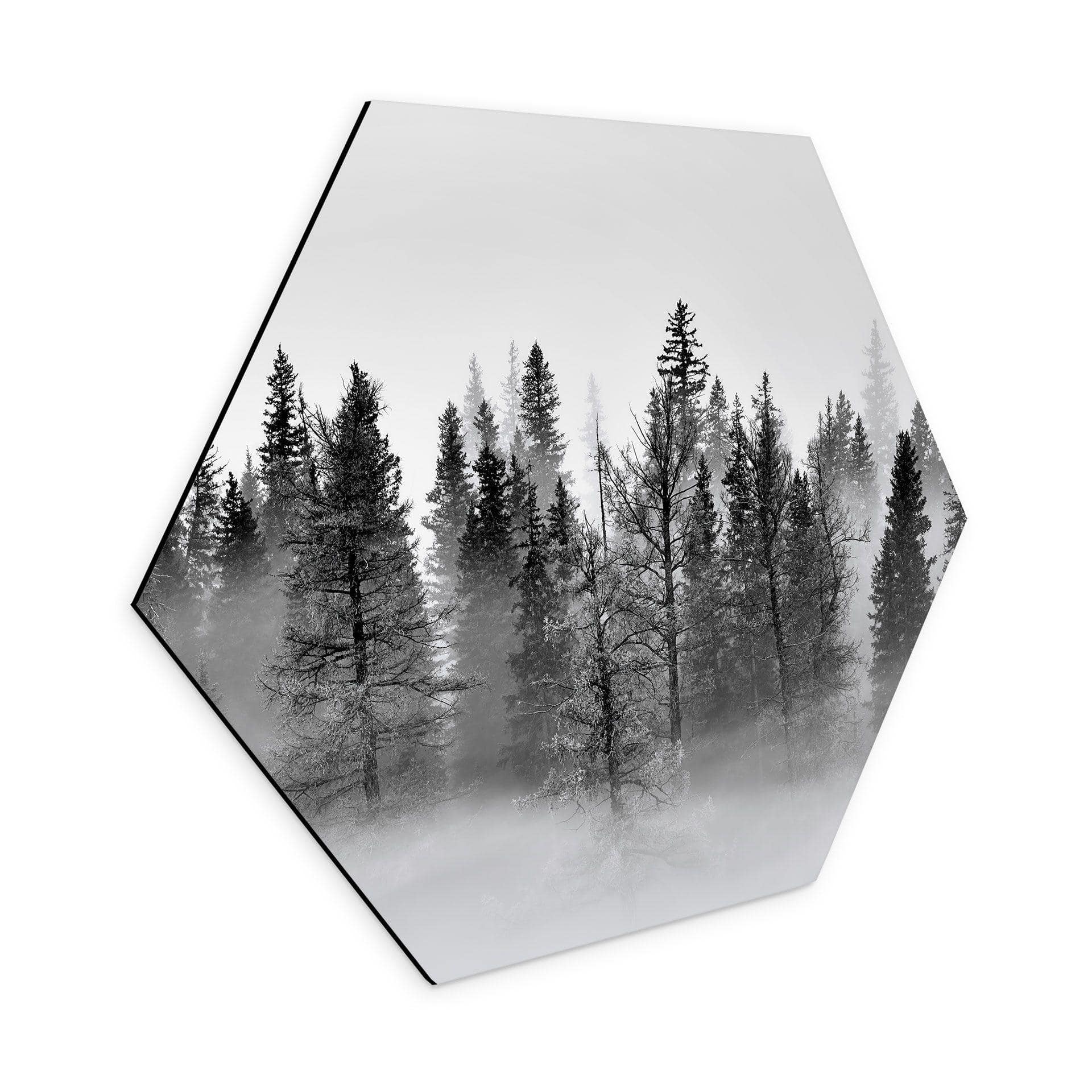 Hexagon Dibond Xu - Foggy Forest
