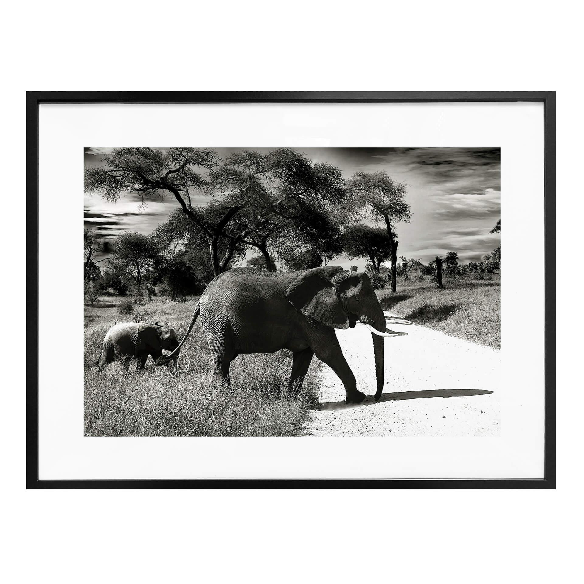 Póster El elefante y su hijo