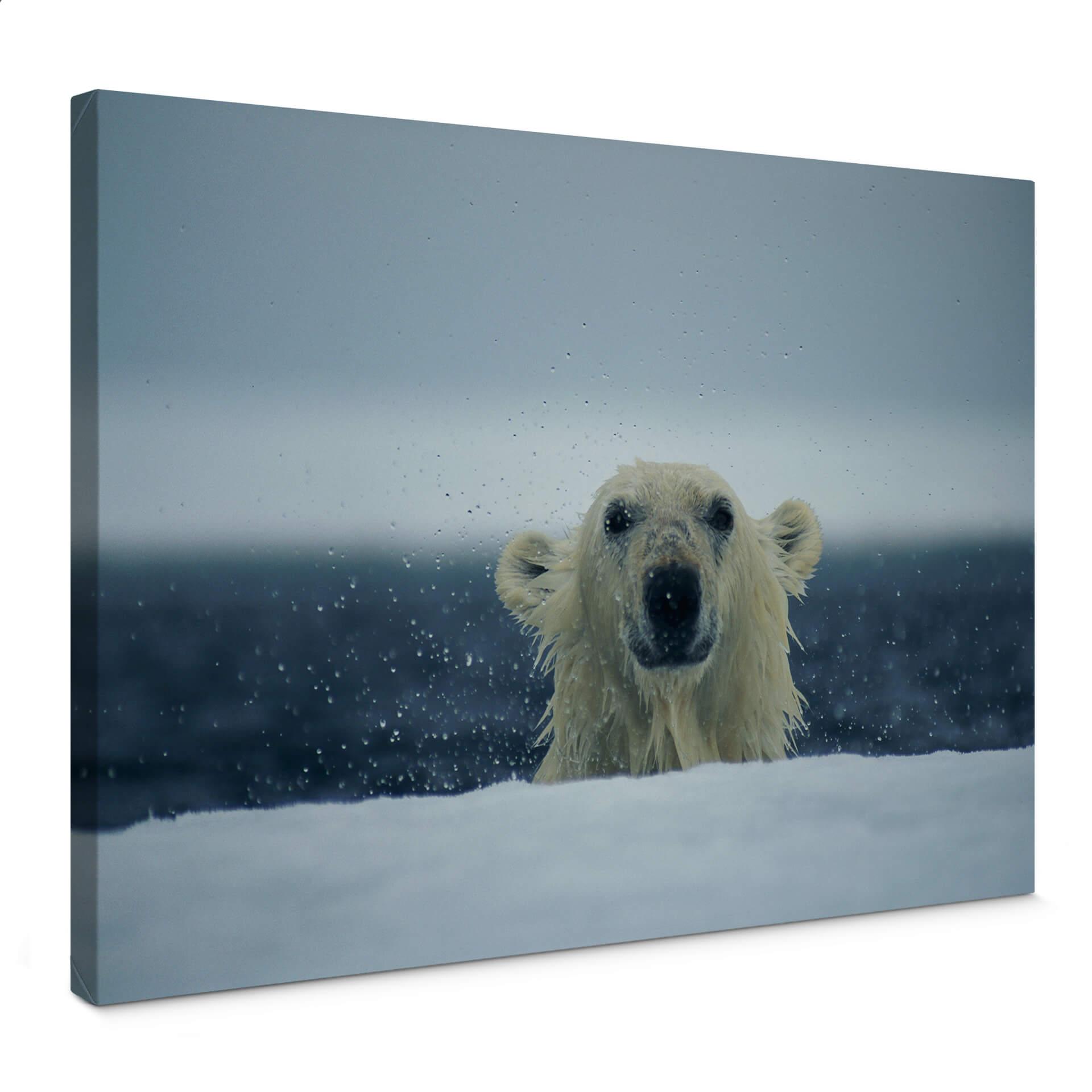 Lienzo NG Oso polar descarado