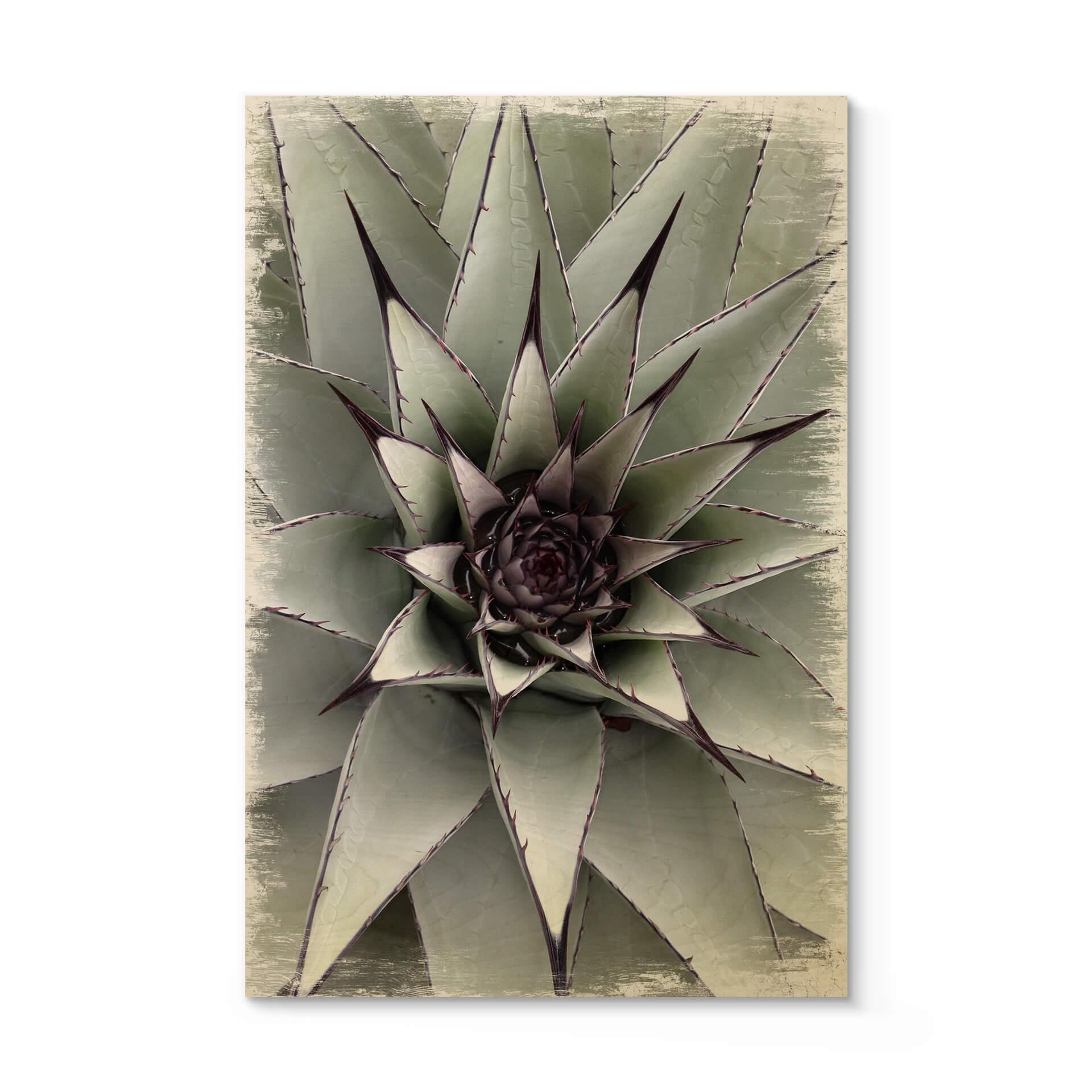 Billede af træ Agave 01