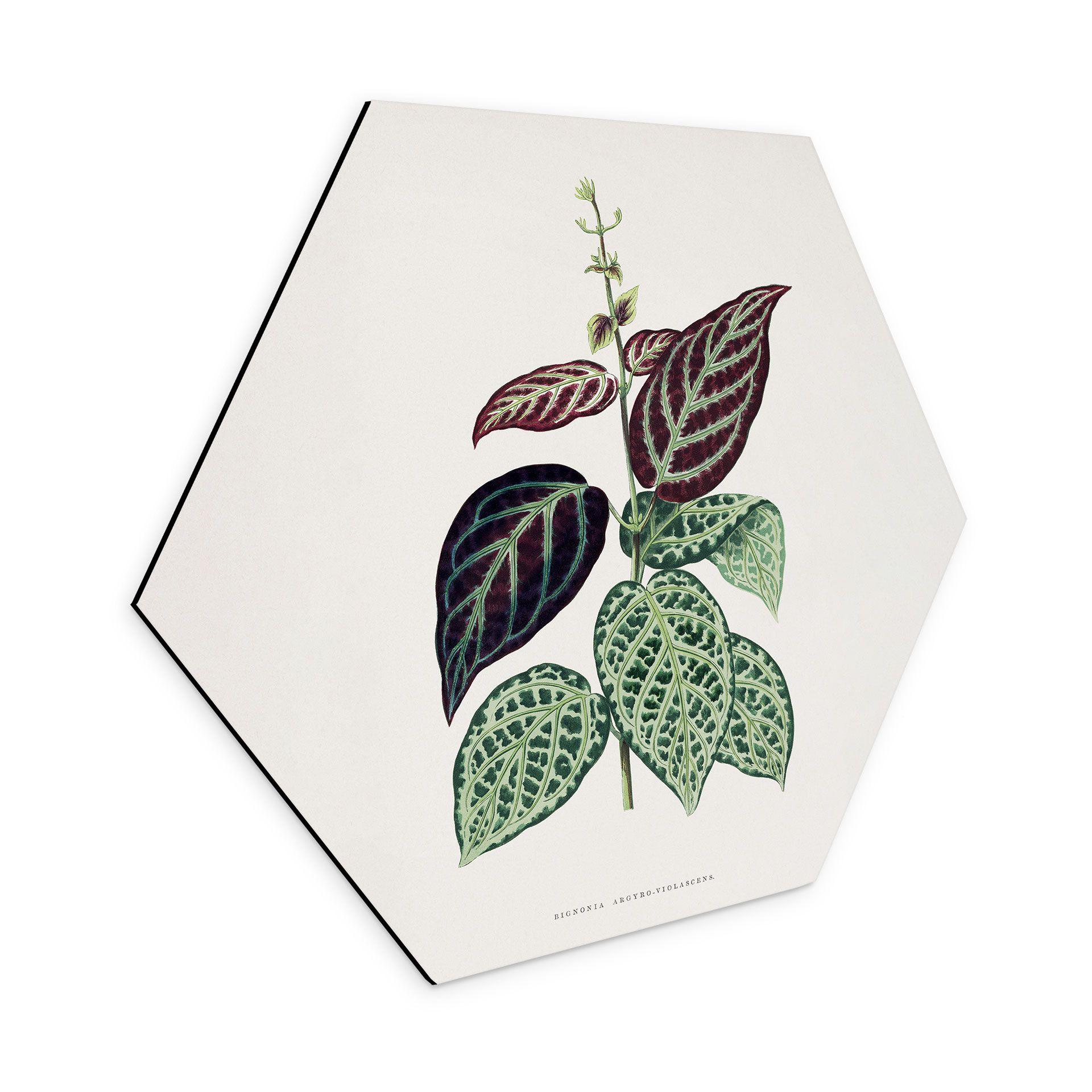 Hexagon Dibond Illustration af blade - Bignonia Argyro Violascea