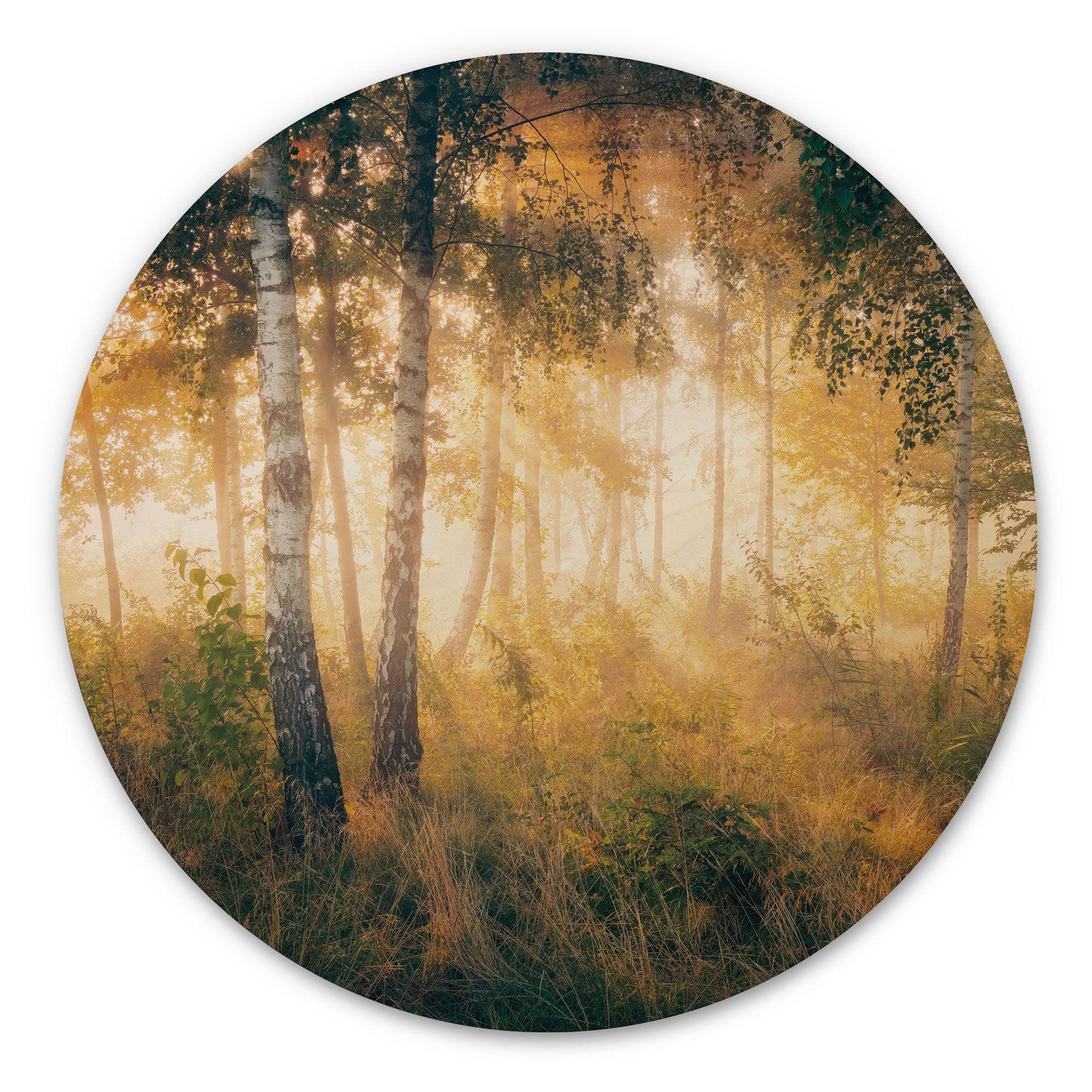 Cuadro de madera Sol en un bosque de abedules - Kado - Redondo