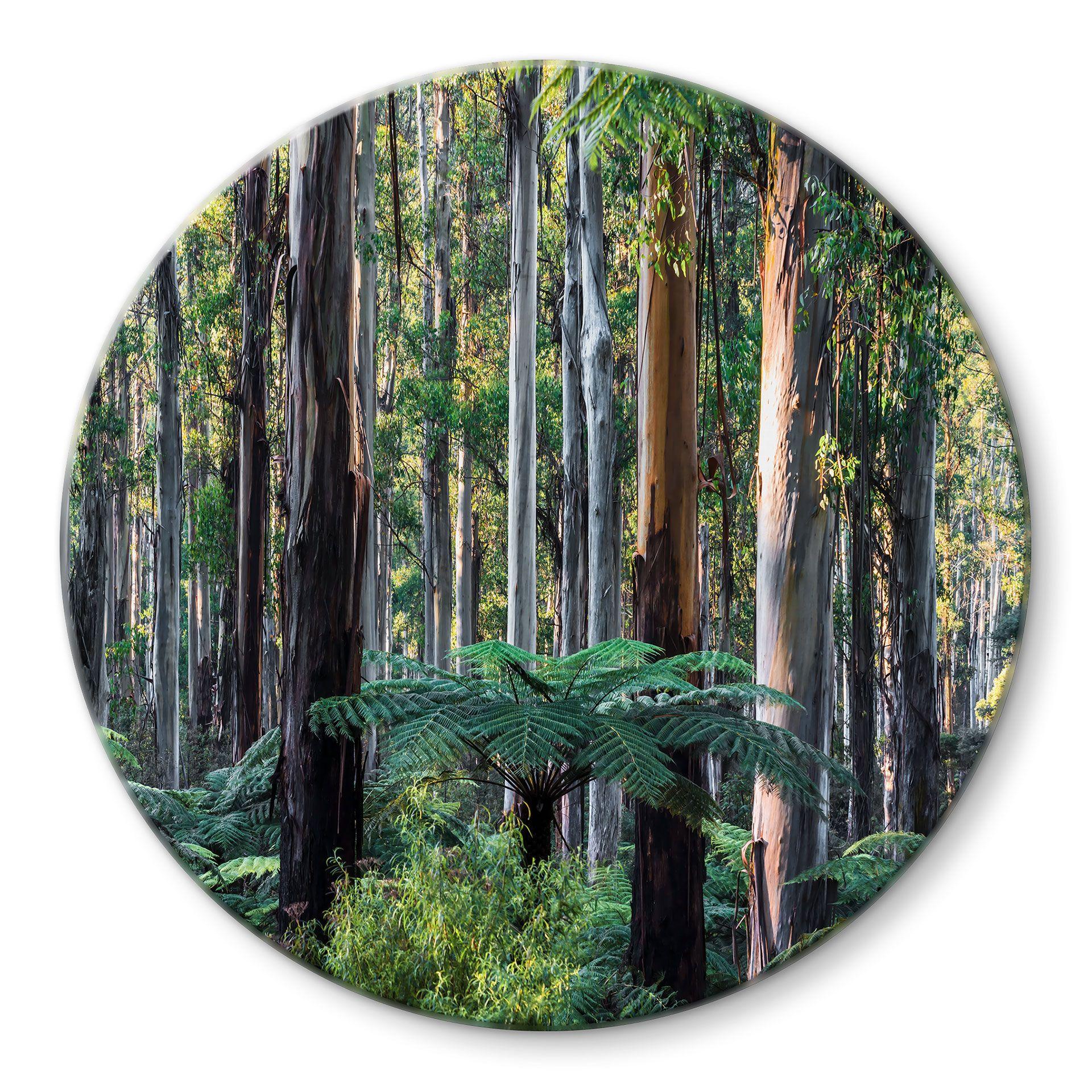Glasbillede - Eukalyptus skov i Yarra Ranges - Colombo - Runde