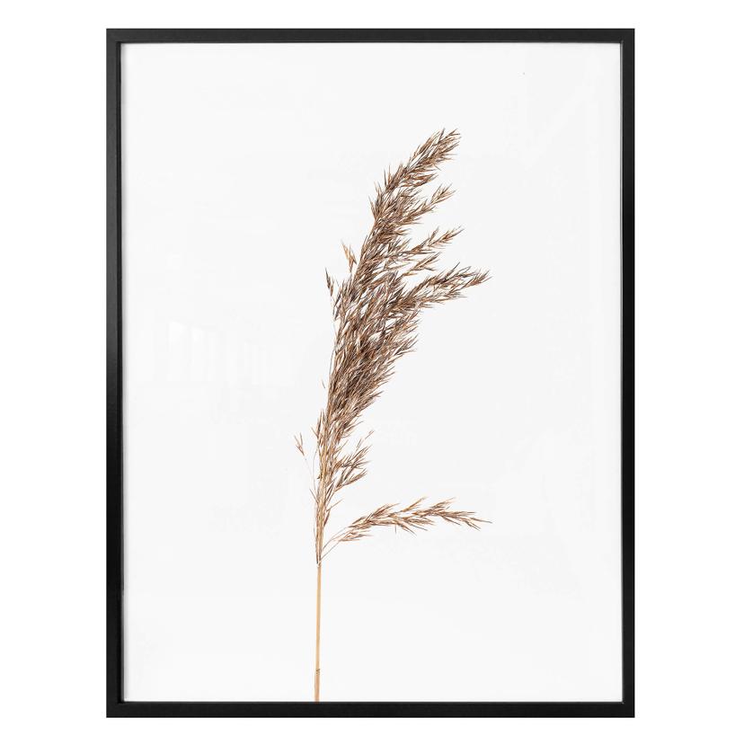 Poster Graminée décorative No. 3