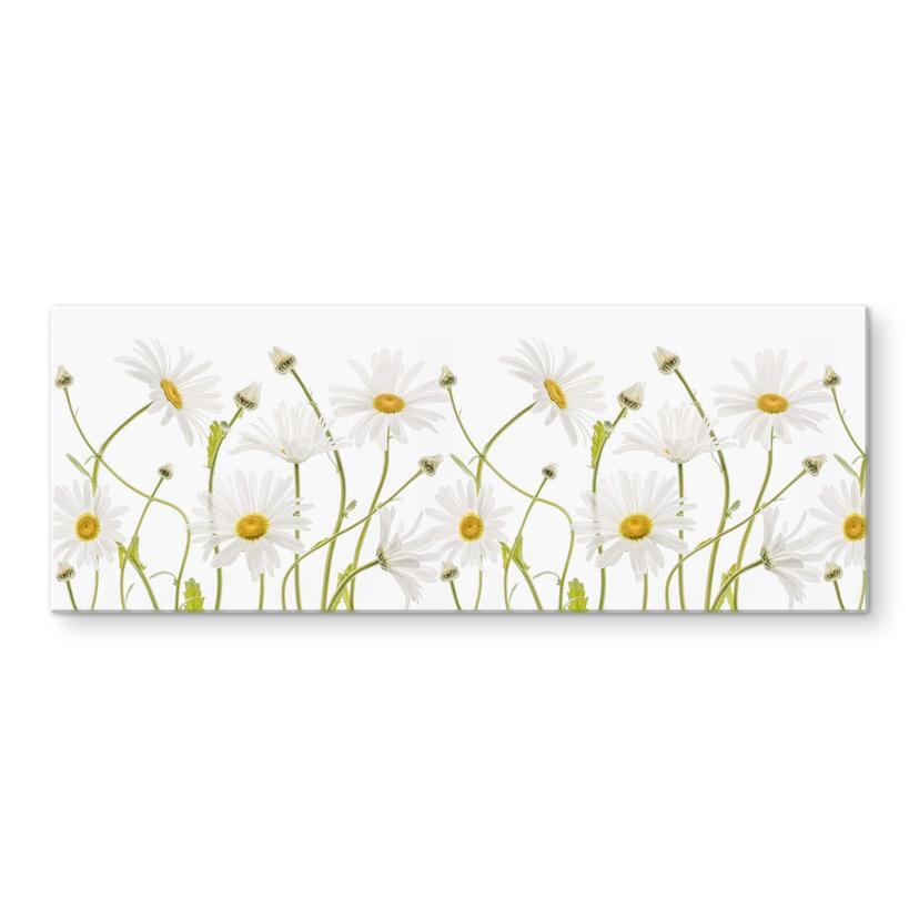 Glasschilderij Disher - Ox eye Daisies - Panorama