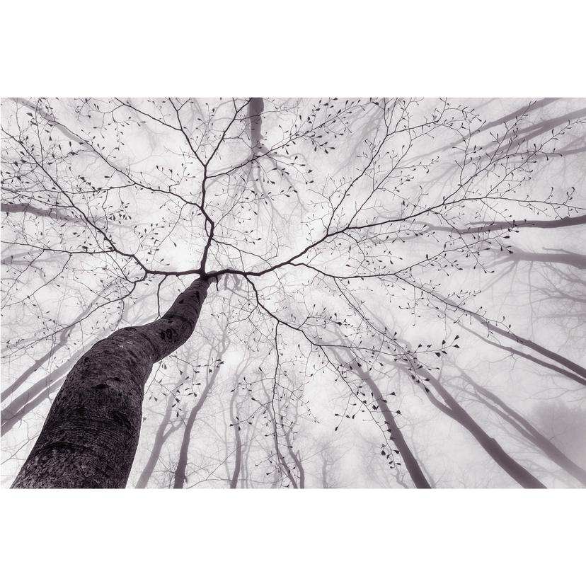 Fotomurale Pavlasek – Sulle cime degli alberi