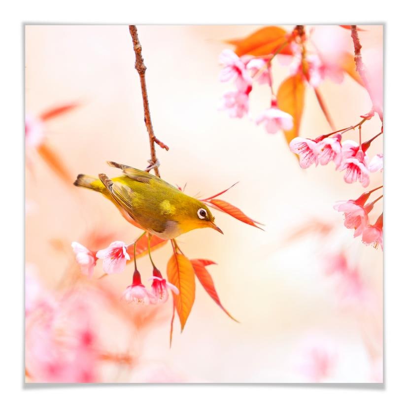 Poster - Pépiement d'oiseaux dans les fleurs de cerisier - carré