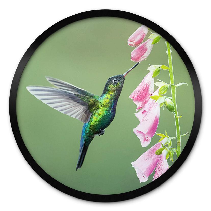 Póster van Duijn - Colibrí en flor rosa mágica - Redondo