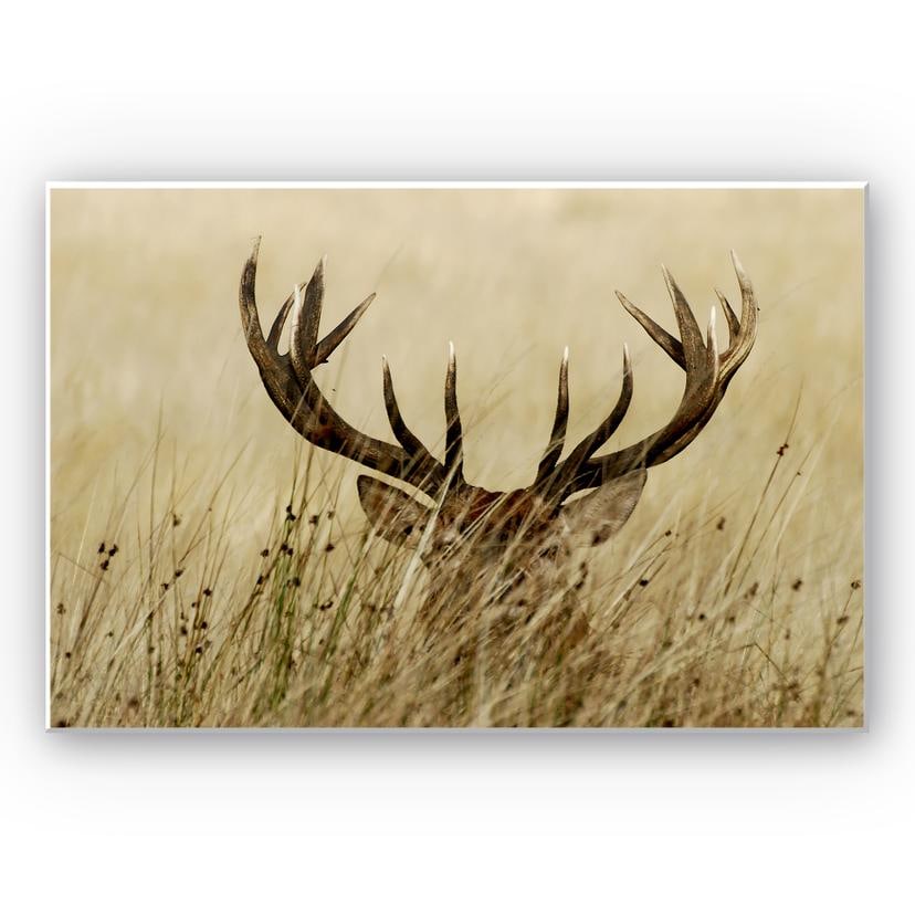 Tableau Forex - Cerf aux aguets