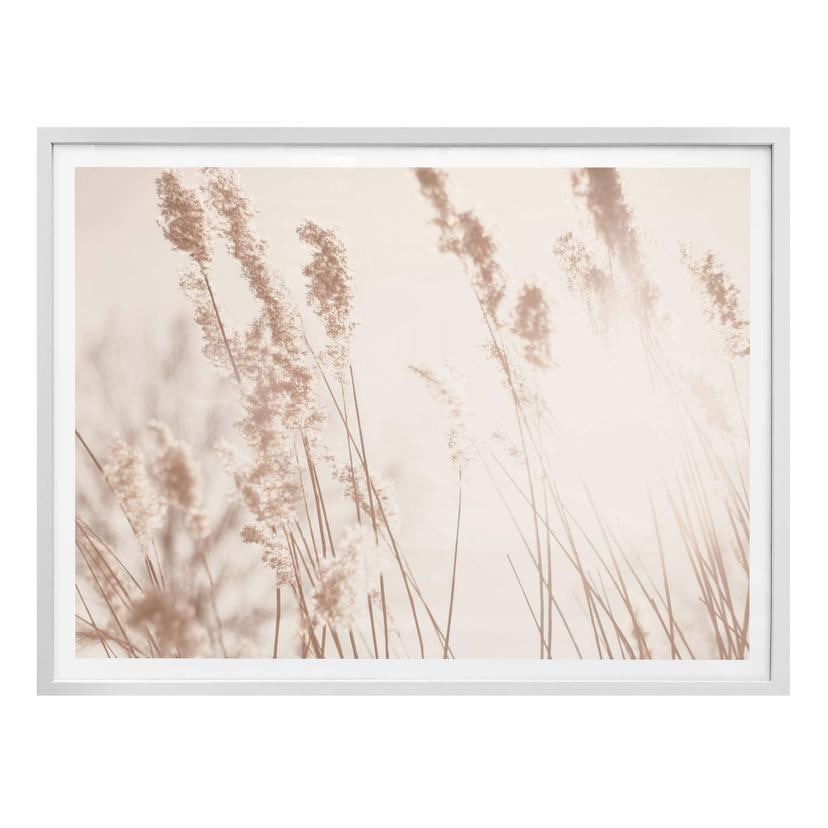 Poster Herbes sous la lumière du soleil