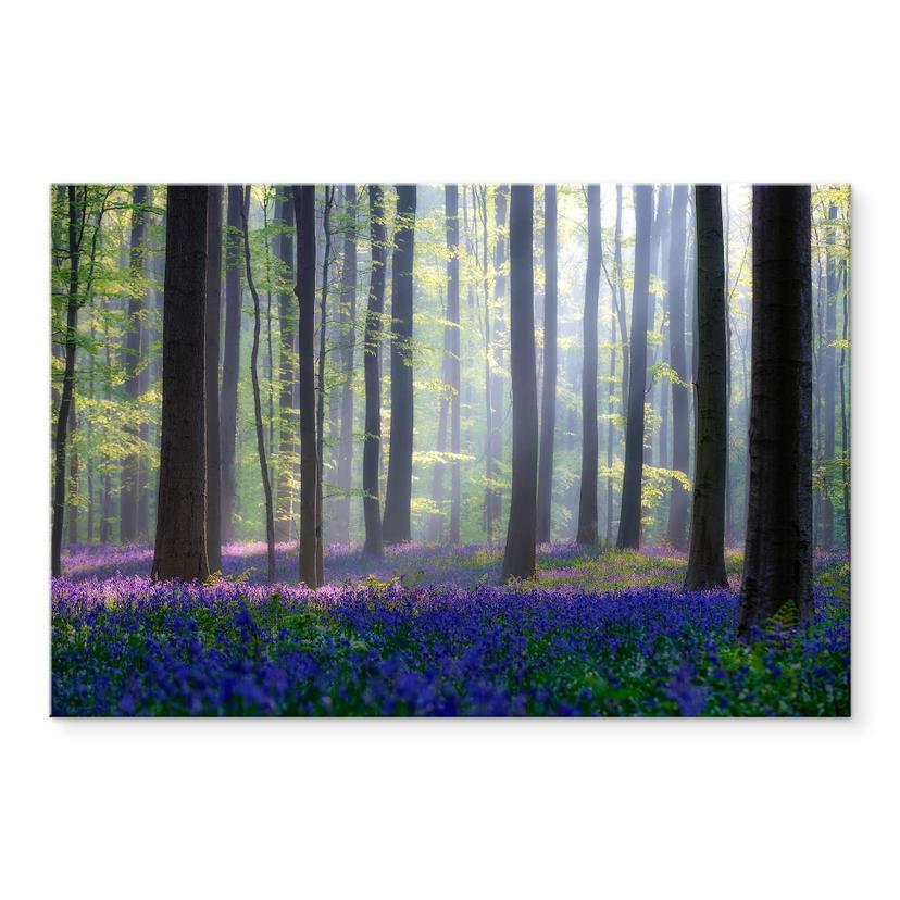Akrylbillede Popan - Klokkeblomster