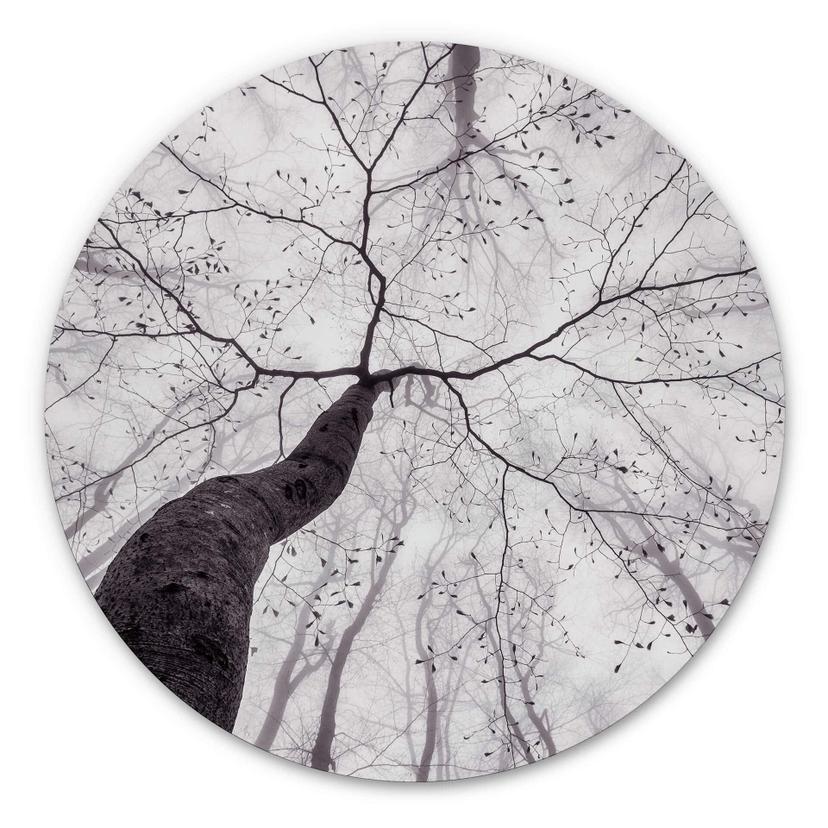 Wandcirkel Pavlasek - Hoog in de Bomen