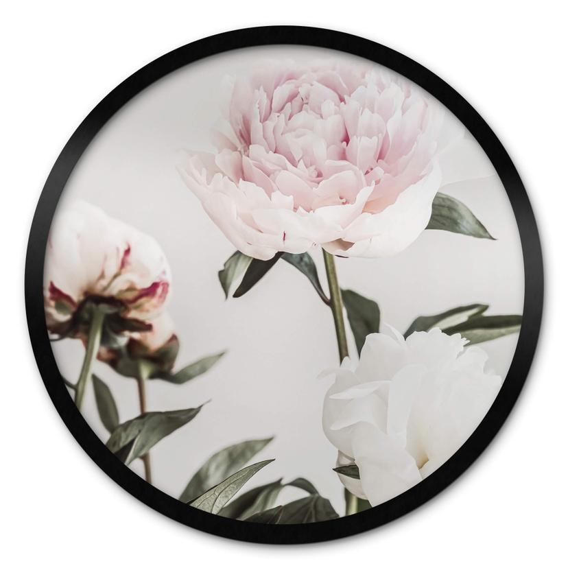 Póster 1X Estudio - Tres peonías en flor - Redondo
