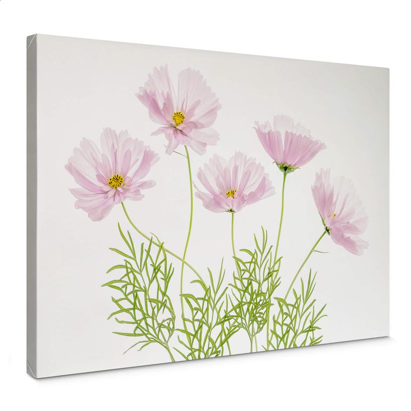 Canvasbillede - Disher - Sommerblomst