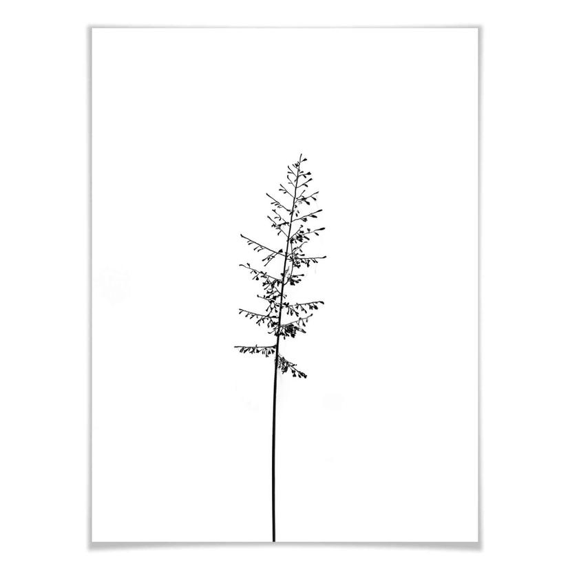 Poster Herbes de pâturage