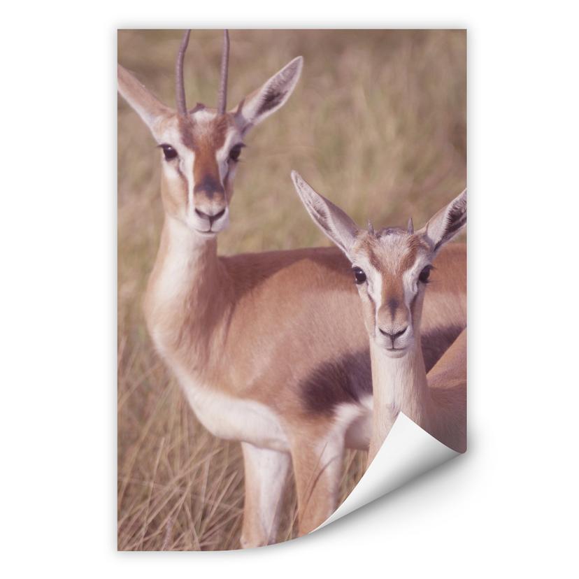 Zelfklevende Poster - Springbokken