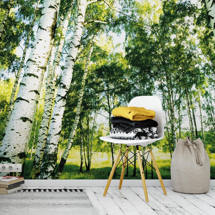 Papier peint photo Forêt ensoleillée