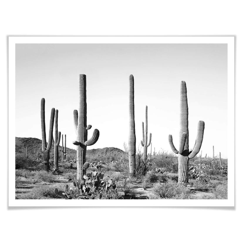 Poster Sisi & Seb - Cactus dans le désert