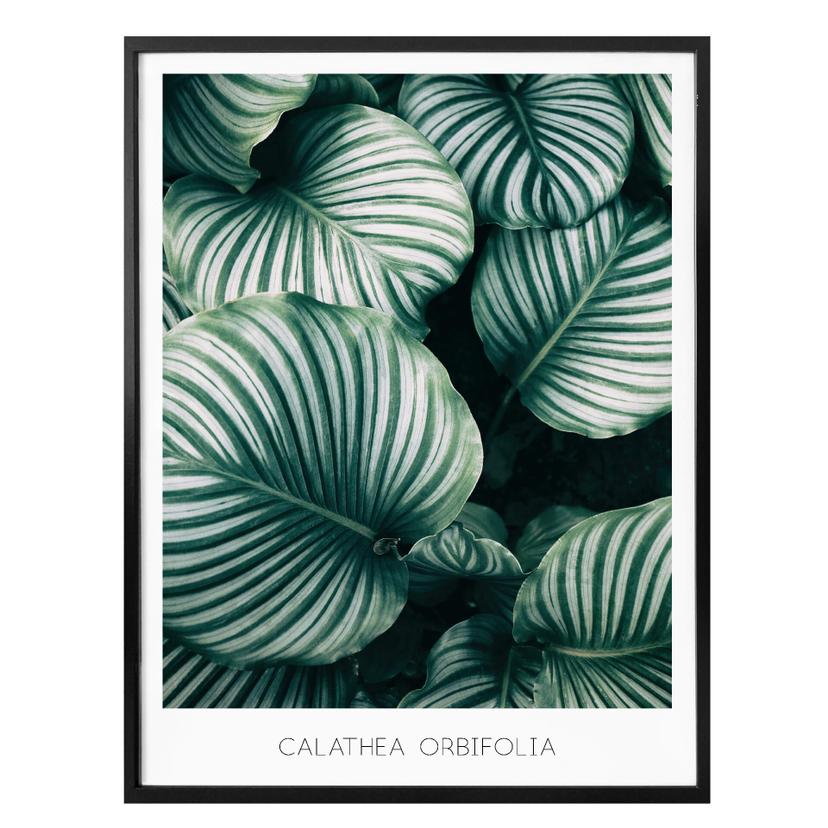 Plakat - Calathea Orbifolia