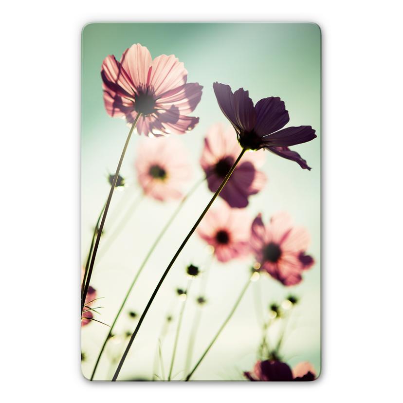 Tableau en verre - Cosmos rose clair