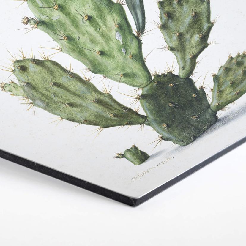Esagoni in Alu-dibond Saftleven - Cactus