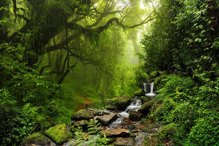 Plakat Rain Forrest, plakat (120 x 80 cm)