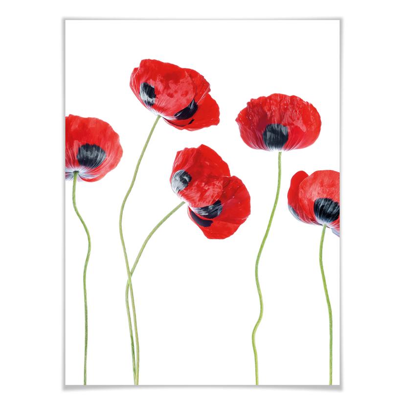 Poster Disher - Coquelicots