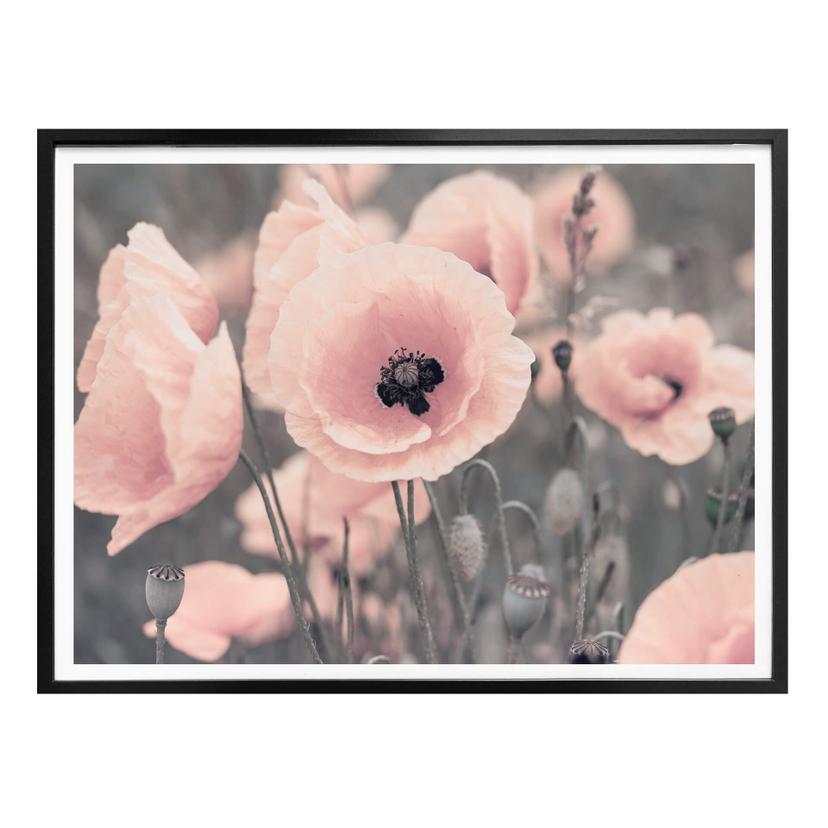 Póster Delgado - Amapola rosa
