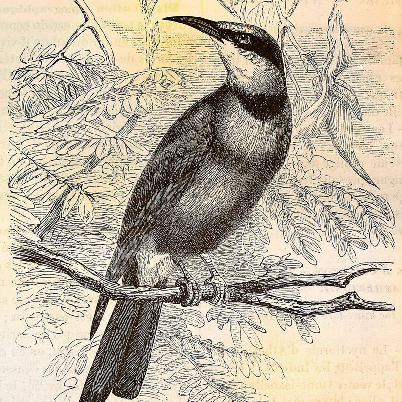 Livingwalls Fotomurale Walls by Patel vintage birds 2