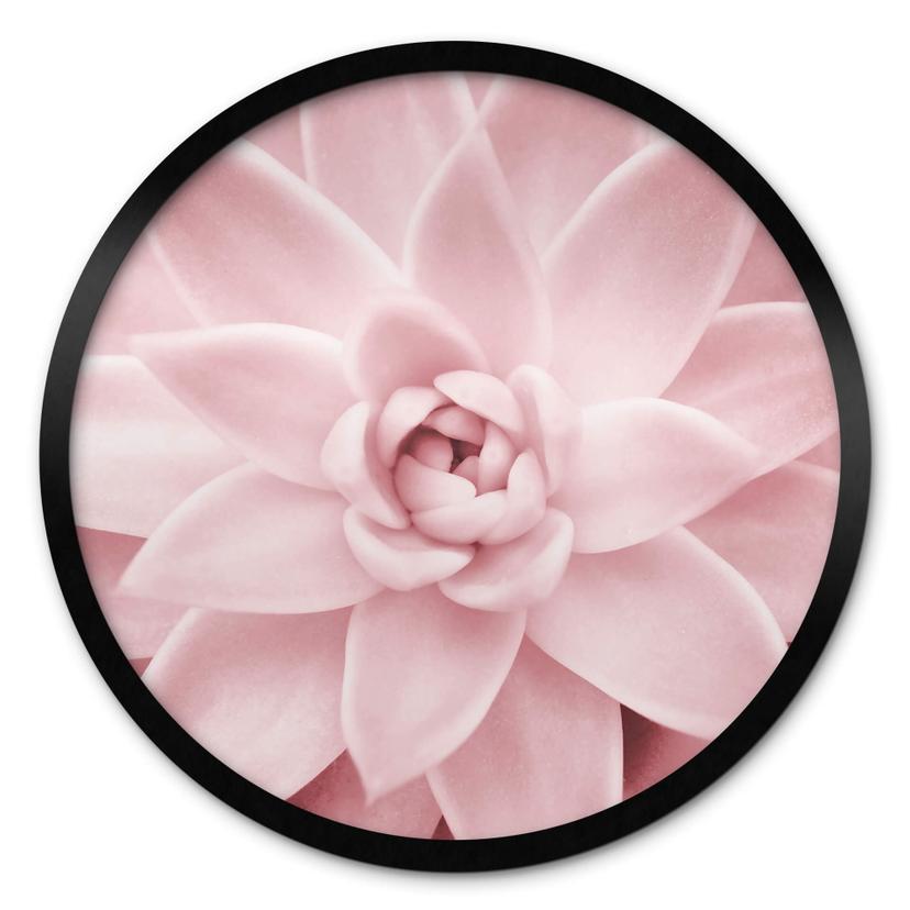 Póster Sisi & Seb - Suculenta rosa - Redondo