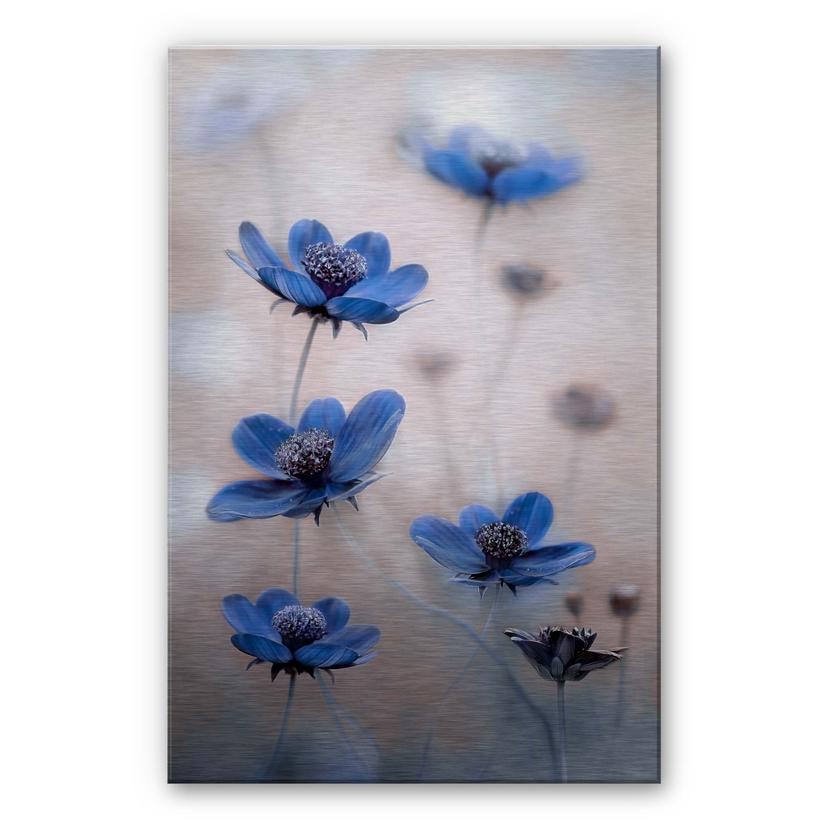 Alu-Dibond Disher - Blue Cosmos