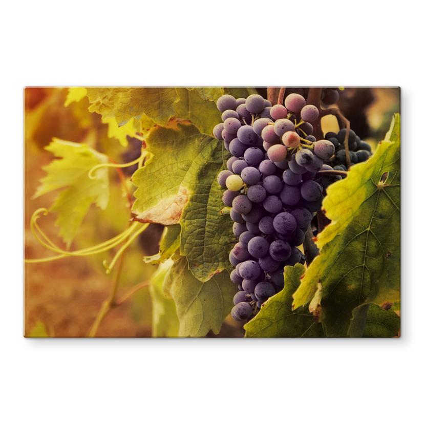 Pannello paraschizzi - Vite toscana