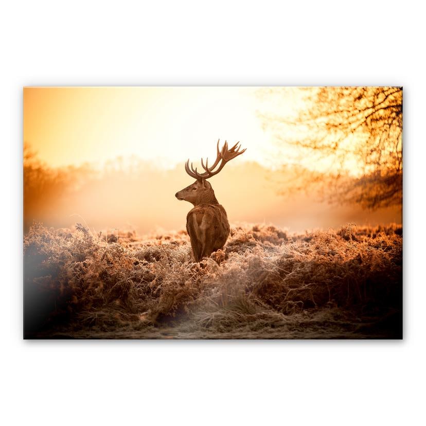 Tableau en verre acrylique - Cerf majestueux