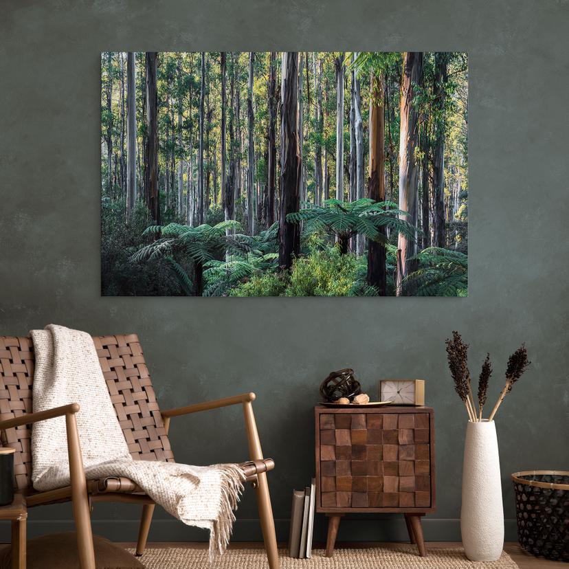 Stampe per pareti della foresta di eucalipto negli Yarra Ranges - Colombo - Alu-Dibond