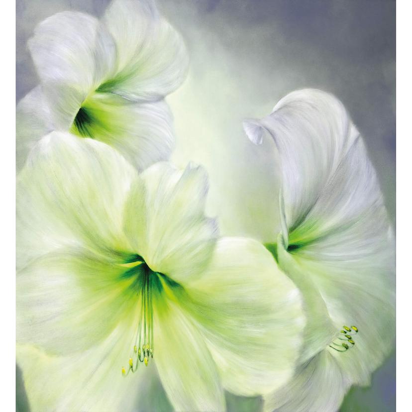 Fotomurale Schmucker - Amaryllis