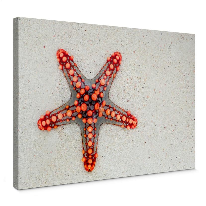 Tableau sur toile Etoile de mer brillante