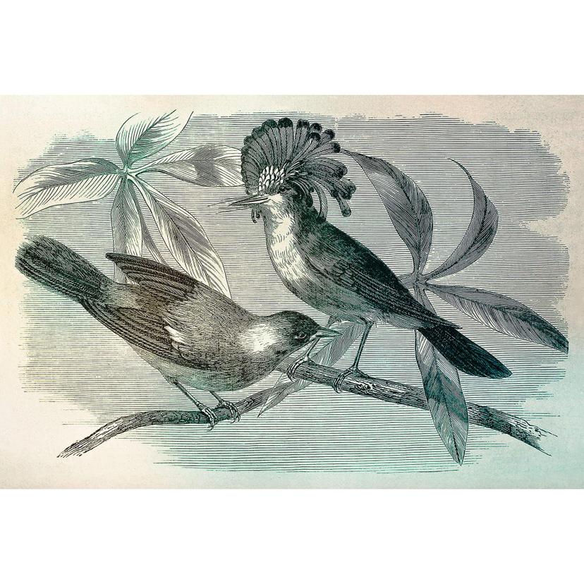 Livingwalls Fotomurale Walls by Patel vintage birds 1